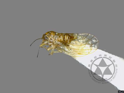 <已分類>Family：Psyllidae[木蝨科][00041154]