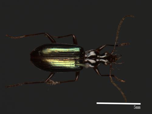 <已分類>Family：Carabidae[步行蟲科][00049009]