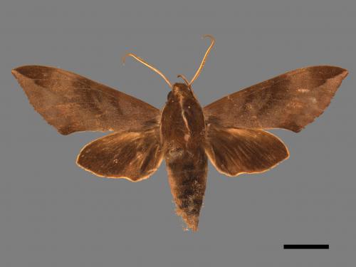 Ampelophaga rubiginosa myosotis[臺灣葡萄天蛾][00017538]