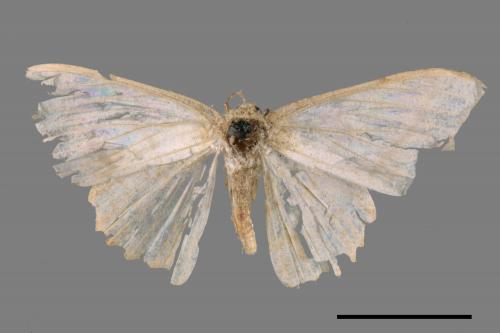 Luxiaria mitorrhaphes[雙斑鈎尺蛾][00089442]