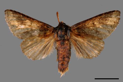 Neodrymonia seriatopunctata[黃肩舟蛾][00042030]