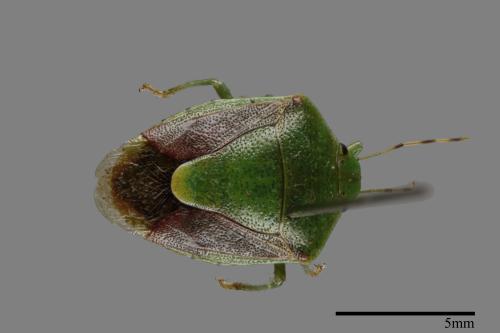 <已分類>Genus：Plautia[00026520]