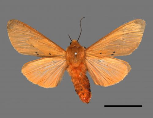 Spilarctia wilemani[褐赭污燈蛾][00018738]