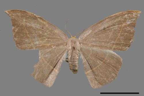 Microblepsis violacea[灰褐鉤蛾][00035391]