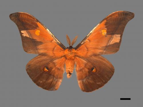 Antheraea formosana[紅目天蠶蛾][00016241]