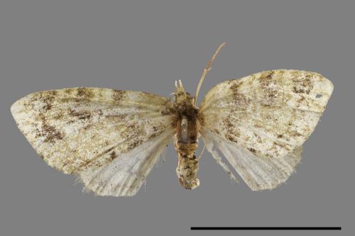 Chloroclystis blanda[黑腰小翅波尺蛾][00025981]