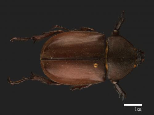 Allomyrina dichotomus[獨角仙][00055874]