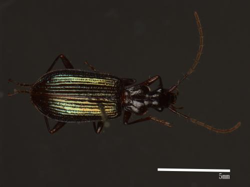 <已分類>Family：Carabidae[步行蟲科][00081967]