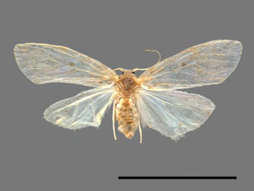 Chamaita ranruna[蘭隆苔蛾][00039968]