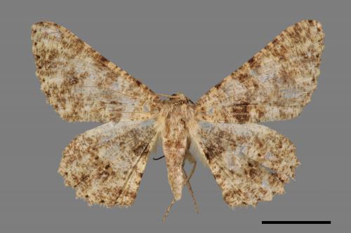 Racotis boarmiaria[皺紋尺蛾][00039506]