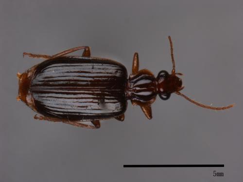 <已分類>Family：Carabidae[步行蟲科][00046907]