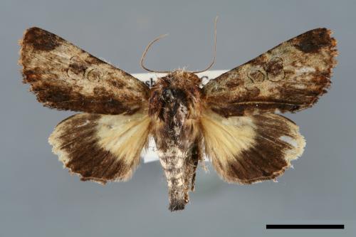 Aedia flavescens[00006795]