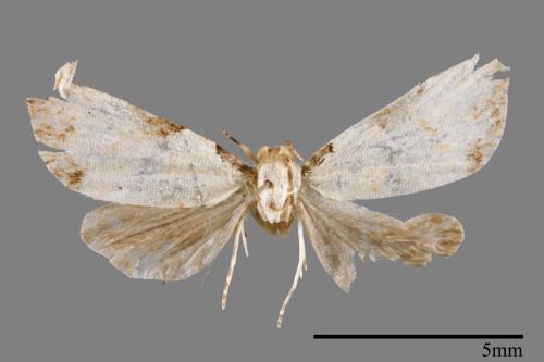 <已分類>Family：Noctuidae[夜蛾科][00008335]