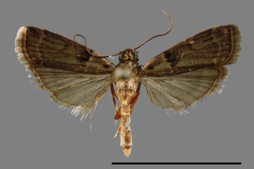 <已分類>Family：Pyralidae[螟蛾科][00027759]