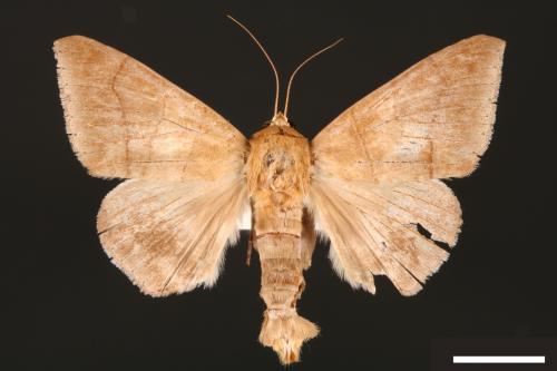 Dysgonia amygdalis[00030915]