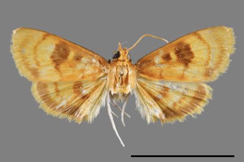 <已分類>Family：Crambidae[草螟科][00052544]