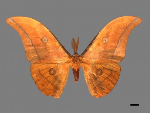 Antheraea yamamai superba[大透目天蠶蛾][00016081]