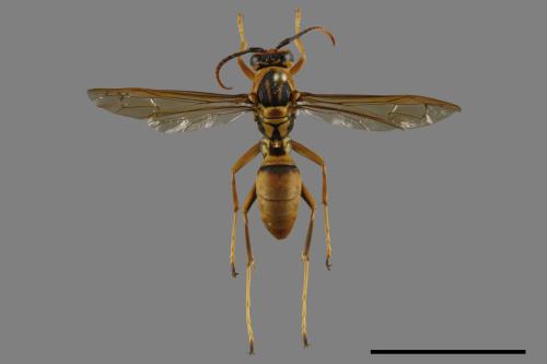 Polistes formosanus[00093494]