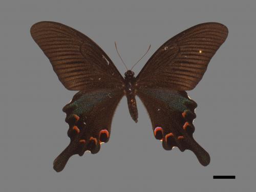 Papilio bianor thrasymedes[烏鴉鳳蝶][00013710]