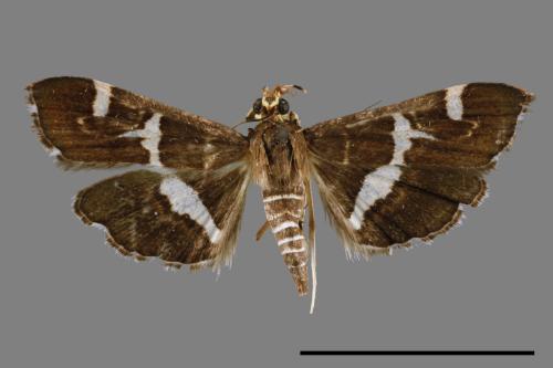 Hymenia perspectalis[00022281]