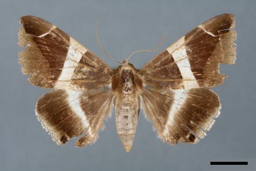 Dysgonia praetermissa[腎巾夜蛾][00005753]