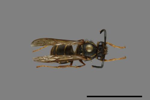 Vespula flaviceps[細黃胡蜂][00073447]