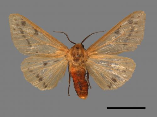 Spilarctia fumida[煙污燈蛾][00044631]