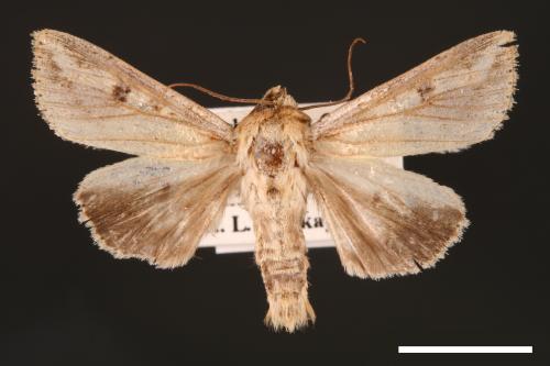 Mythimna albomarginata rubea[白緣秘夜蛾][00001517]