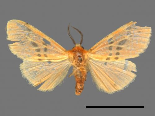Lemyra alikangensis[三斑澄燈蛾][00059647]