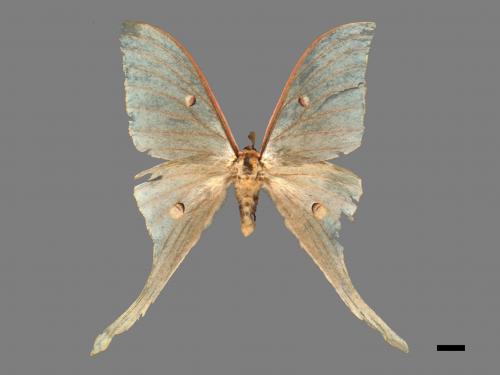 Actias selene ningpoana[長尾水青蛾][00016328]