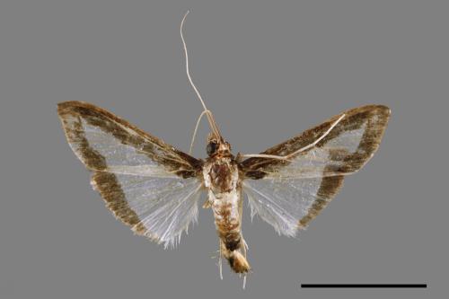 Diaphania indica[00064761]