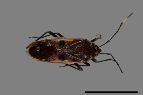 Physopelta quadriguttata[00046820]