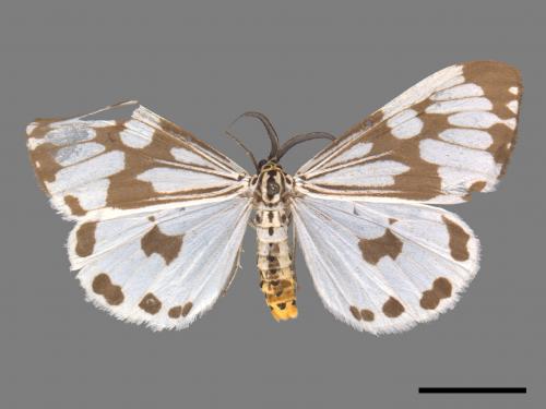 Nyctemera adversata[粉蝶燈蛾][00020282]