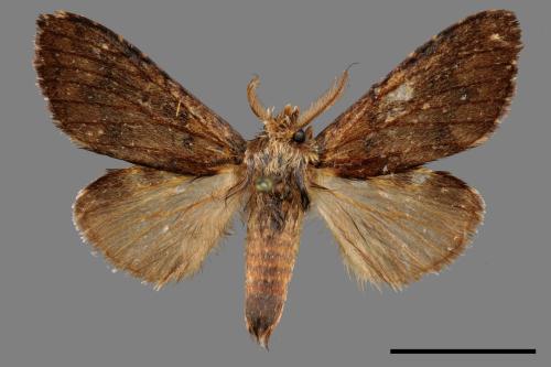 Syntypistis cyanea[青胯白舟蛾][00059262]