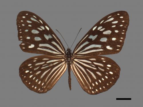 Ideopsis similis[琉球青斑蝶][00061528]