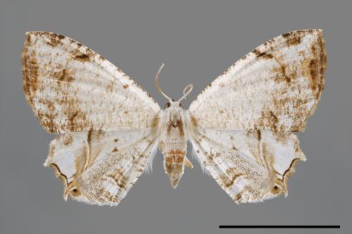 Dysaethria cretacea[粉白雙尾蛾][00012262]