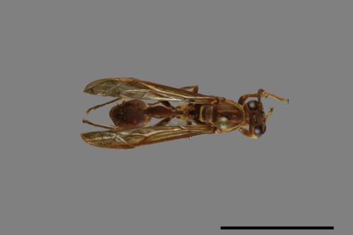 Parapolybia nodosa[叉胸異腹胡蜂][00078602]