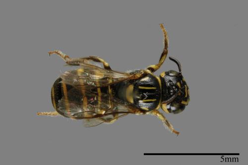 <已分類>Family：Apidae[蜜蜂科][00072333]