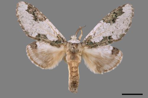 Syntypistis comatus[白斑跨舟蛾][00056354]