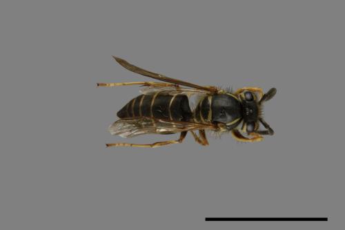 Vespula flaviceps[細黃胡蜂][00073315]