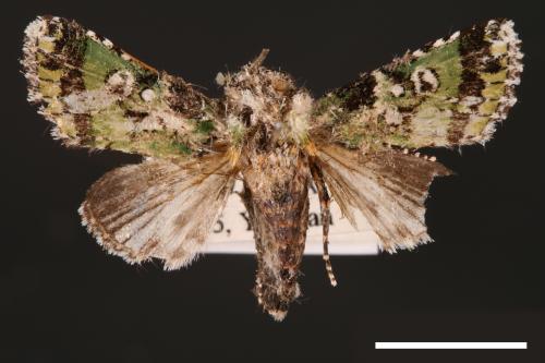 Yula muscosa[00001884]