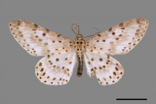 Percnia suffusa[煙胡麻斑星尺蛾][00056380]
