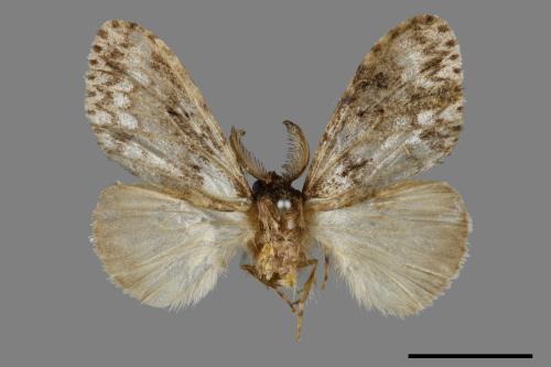 Lymantria grisea kosemponis[L紋褐毒蛾][00042598]