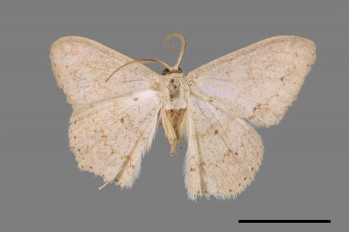 Luxiaria mitorrhaphes[雙斑鈎尺蛾][00058470]