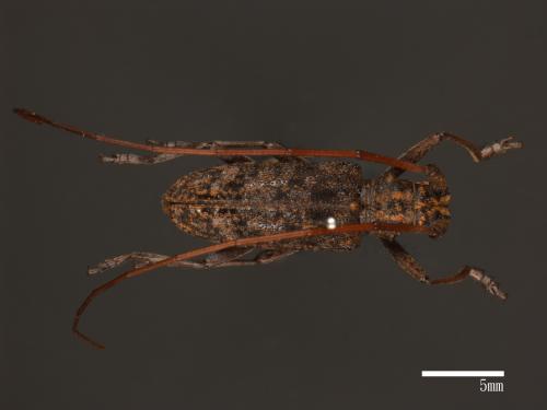 Monochamus alternatus[松斑天牛][00080664]