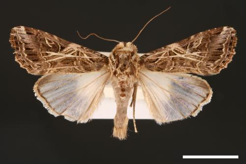 Spodoptera litura[斜紋夜蛾][00002855]