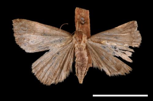 Zanclognatha terminalis[00011564]