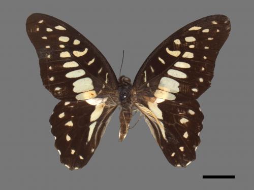 Graphium doson postianus[青斑鳳蝶][00013854]