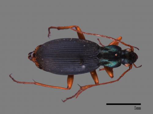 <已分類>Family：Carabidae[步行蟲科][00092651]