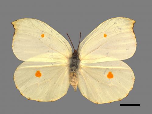Gonepteryx amintha formosana[紅點粉蝶][00015480]